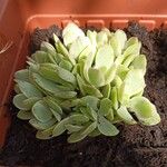 Aeonium castello-paivae Likasa