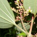 Miconia granatensis Leaf