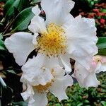 Camellia sasanqua 花