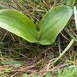 Neottia ovata Leaf