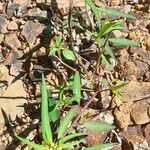 Euphorbia heterophylla Habit