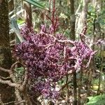 Parasitaxus usta Flower