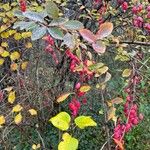 Berberis vulgarisPlod