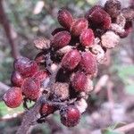 Rhus coriaria Fruto