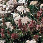 Rumex papilio Hábito