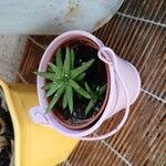 Dudleya edulis Hoja