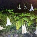 Brugmansia suaveolens Flower