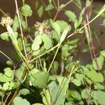 Porophyllum punctatum Fruit