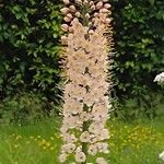 Eremurus robustusЦветок