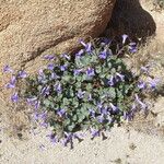 Phacelia campanularia Hábito