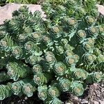 Rhodiola rosea Листок