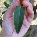 Hardenbergia violacea 葉