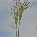 Aegilops geniculata Hábito