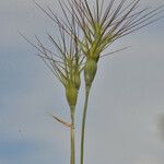 Aegilops geniculata Plante entière