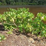 Scaevola taccada Habitatea