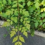 Koelreuteria paniculata Yaprak