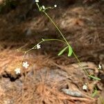 Euphorbia corollata 花