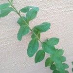 Lippia alba Foglia