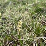 Valeriana celtica Floare