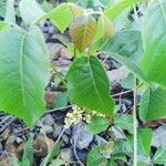 Toxicodendron rydbergii Flor