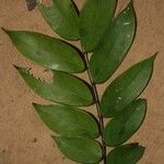 Crudia bracteata Листок