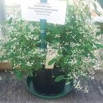 Chamaesyce hypericifolia Лист