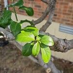 Ilex crenata Leaf