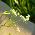 Galium rivale Flower