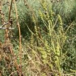 Atriplex littoralis Anders