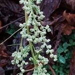 Chenopodium album Fruit