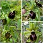 Ophrys aranifera Інше