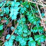 Sanguisorba verrucosa Lapas