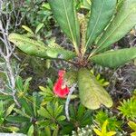 Thiollierea macrophylla Frunză