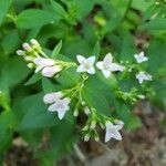 Houstonia purpurea Flower