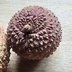 Litchi chinensis Vrucht