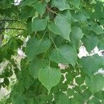 Tilia cordataبرگ