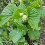 Begonia hirtellaLeaf