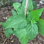 Mirabilis jalapaFolla