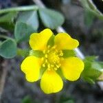 Potentilla brauneana Sonstige