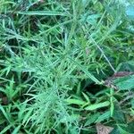 Eupatorium hyssopifolium 叶