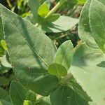 Helianthus mollis Leaf