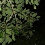 Dalbergia retusa Агульны выгляд