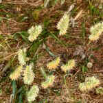 Cynosurus echinatus Likasa