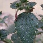 Lindenbergia indica Leaf