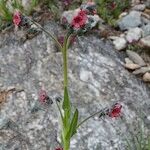 Cynoglossum montanum Natur