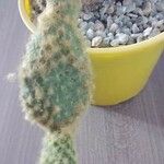 Opuntia microdasysFolla