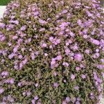 Drosanthemum floribundum Folio