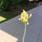 Agapanthus praecox Flower
