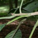 Pouteria leptopedicellata Кора