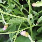 Chardinia orientalis Hoja